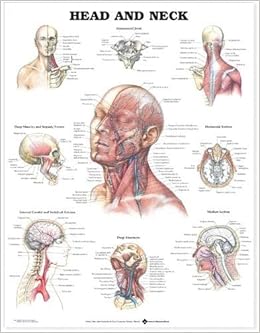 Amazon.com: Head and Neck Anatomical Chart: 9781587791482 ...