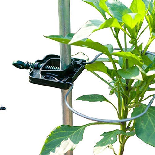 Bio Green Productos de Cultivo zarcillos, Plata: Amazon.es: Jardín