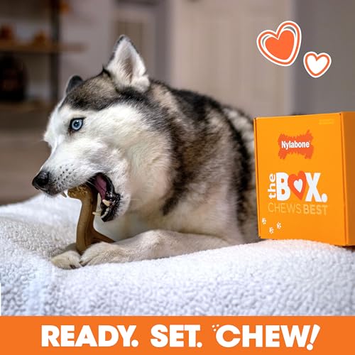 Nylabone Dog Gift Box for Large Dogs 3 Strong Chew Toys and 1 Dog