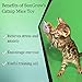 2 Mice toys for cats --- Rattling sound thrills, promotes agility, coordination - Boosts natural hunting, pouncing instinct - Interactive, Durable, Safe to Chew - Fun for Hours