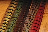 Ringneck Pheasant Tail Feathers