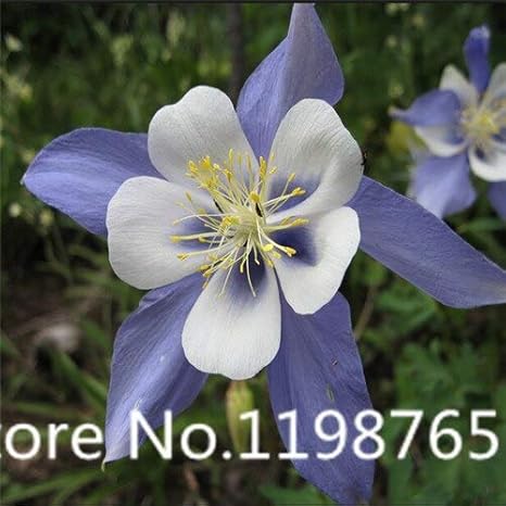 Amazon Co Jp 黄色 ホット販売100個白いコロンバインの種 花の種 盆栽の花の植物の家の庭 Diy Tools Garden Amazon Co Jp 黄色 ホット販売100個白いコロンバインの種 花の種 盆栽の花の植物の家の庭 Diy Tools Garden