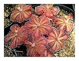 Exotic Plants Drosera venusta Tsitsikama - elegant