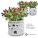Q me Set of 3 Artificial Potted Chili Plant: Lifelike Looking Green-Leaf Plant in Vintage Mason Jar with 24 Red Chili Peppers for Home or Work Décor or Gift