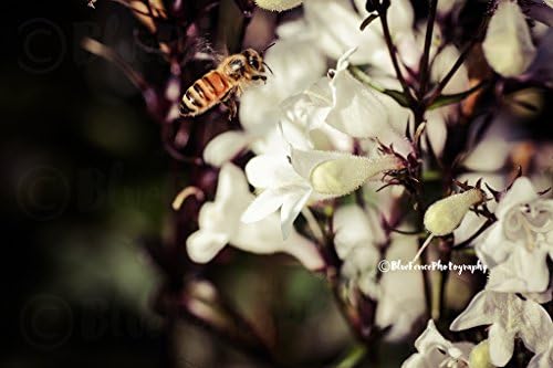 Buzzing, Flower Photography, Floral Print, Bumblebee, Nature Print, Country Home Decor, Living Room Art, Kitchen Decor, Bathroom Art, Sizes Available from 5x7 to 20x30.