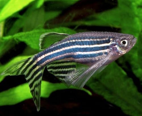 Longfin Zebra Danio (Pack of 12 Fish) Live Fish for Aquarium