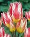 Tricolette Tulip Seeds 30+ Seeds Upc 648620997869