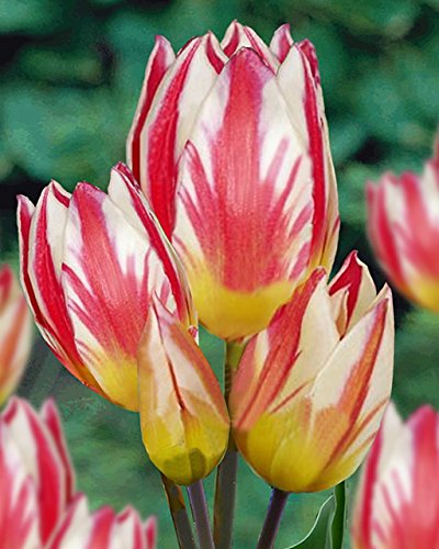 Tricolette Tulip Seeds 30+ Seeds Upc 648620997869 Tricolette Tulip Seeds 30+ Seeds Upc 648620997869