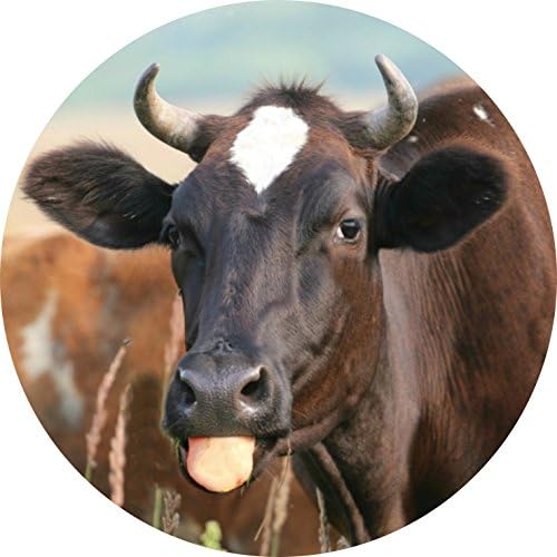 Multi Function Cell Phone Holder.Expanding Stand and Grip Mount Holder.Funny Cow Stinking Tongue Out Humourous Heifer