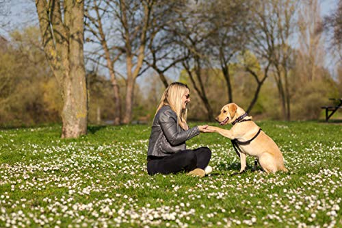 halti no pull harness medium