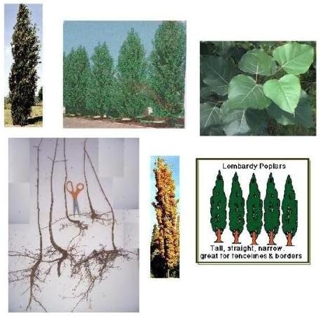 5 Lombardy Poplar Trees, Hefty 16+in, Fast Growing Privacy Screens - Ships Nov
