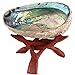 Natural Abalone (Pāua) Shell, with Stand,6-6.5 Inches,Supreme for Smudging,Cleansing Home,Meditation,Shell Crafts,Incense Holder,100% Natural, Sustainably Sourced by Ocean Shell Studios NZ
