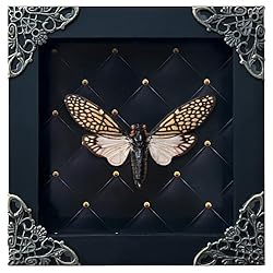 Real Cicada Tailanga Wooden Frame Dead Insect Dried