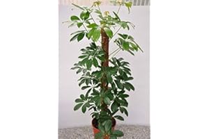 Dwarf Umbrella Tree Tropical Indoor/Outdoor Plant Schefflera Arboola: Package Contain Seeds