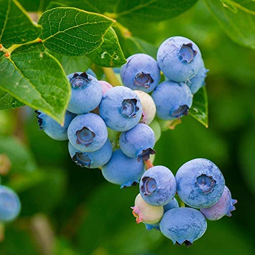 Blueberry Plant ‘Top Hat’ Highbush Blueberry Rabbiteye Blueberry for Planting Pricepulse