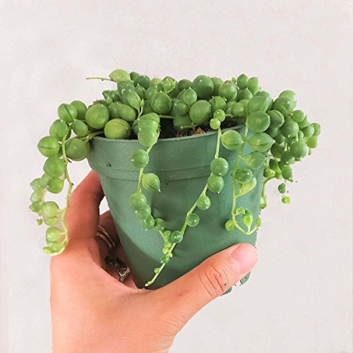 DH7 Enterprise (4 inch) Succulents String of Pearl