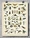 Insects Collection Entomology Illustration 11x14 Unframed Print – Bug & Insect Artwork, Scientific Insect Chart, Biology Classroom Decor, great for Office, Classroom, Farmhouse & Bug Lover Gifts
