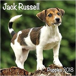 mini jack russell puppies