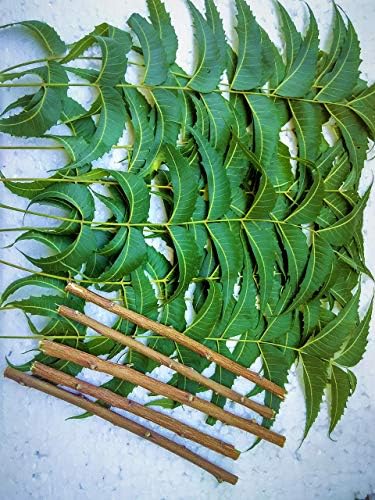 5 Neem Seeds (AZADIRACHTA INDICA)| Handpick from Garden.