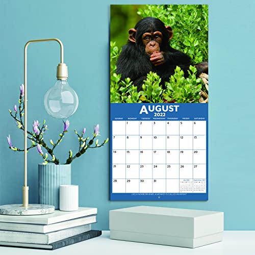 2022 Calendar Baby Animals Wall Calendar 2022 from Jan 2022 Dec 2022, 12 x 12 inches, Thick