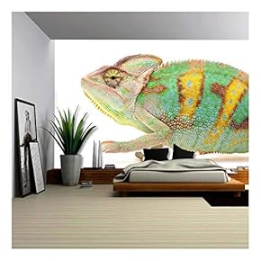 Yemen Chameleon Isolated on White Background - Removable Wall Mural | Self-Adhesive Large Wallpaper - 66x96 inches