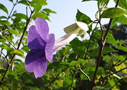 Home Comforts LAMINATED POSTER Flower Bush Clock Vine King's Mantle Blue Poster 24x16 Adhesive Decal