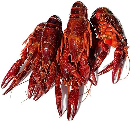 ザリガニ 食用 小龍蝦 約1 ボイルザリガニ 28 30尾 麻辣ザリガニ マーラー