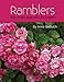RAMBLERS And Other Rose Species Hybrids by Anne Belovich, American Rose Society