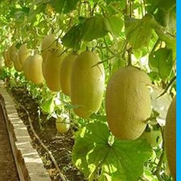 HONIC 30 Piezas de frutales Japón Bonsai Melón Verde Original ...