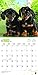 Dachshund Puppies 2018 12 x 12 Inch Monthly Square Wall Calendar, Animals Dog Breeds Puppies (Multilingual Edition)
