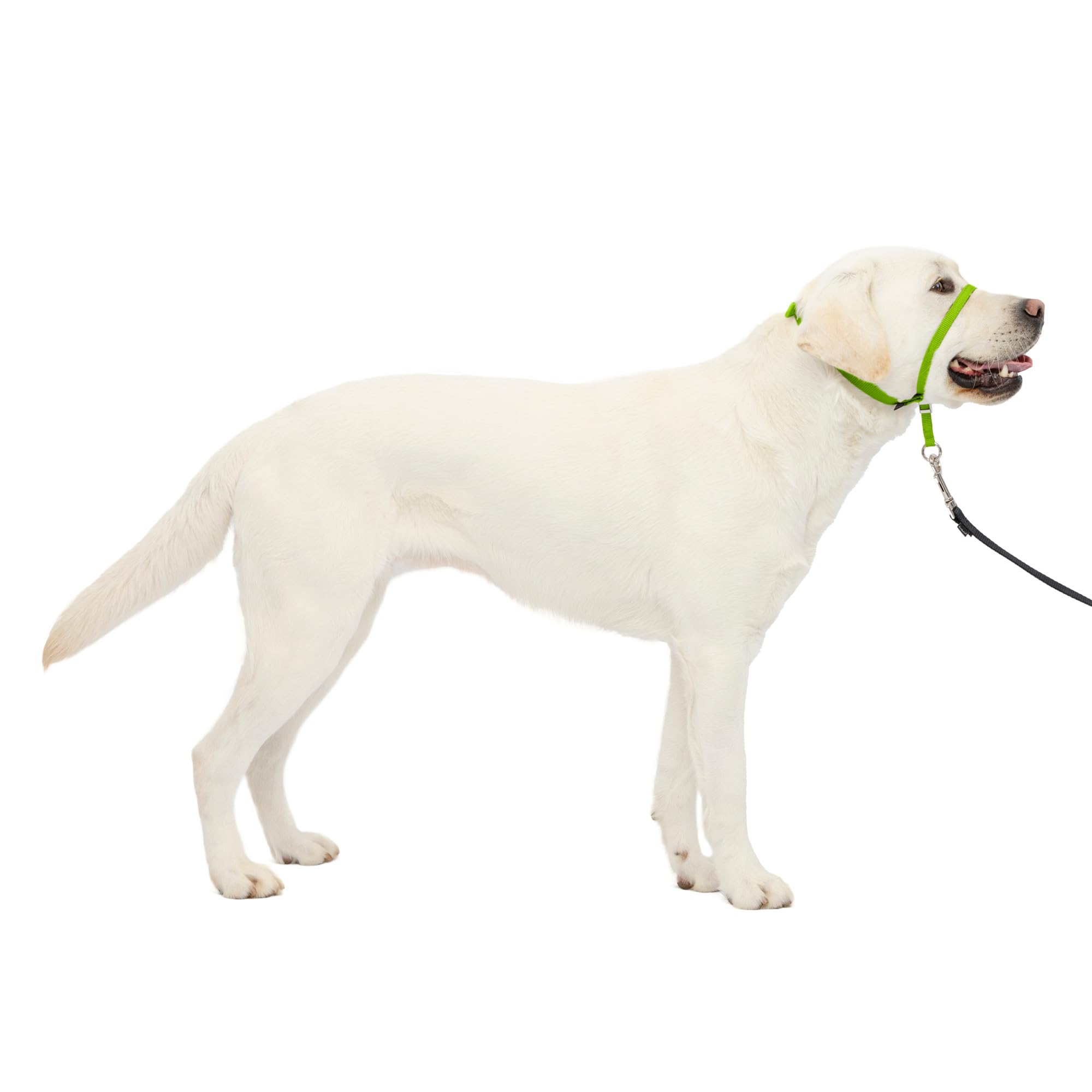 PetSafe Gentle Leader No-Pull Dog Headcollar - Apple Green, Large - Teaches Better Leash Manners, Prevents Choking, Allows Full Range of Motion, Easy to Fit