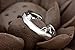 Creativelife Women's S925 Sterling Silver Cat Ears Women Open Ring,Adjustable