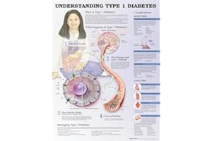 Understanding Type 1 Diabetes Anatomical Chart