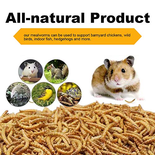 LuckyQworms Bulk Dried Mealworms, HighProtein Dried Mealworms 44Lbs