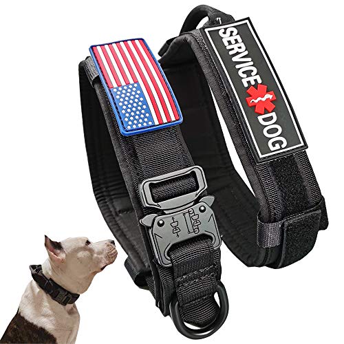 The Best Service Dog Collars Dogtime