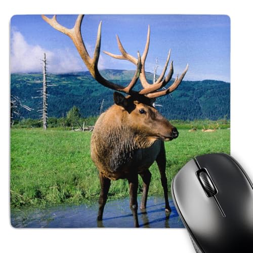 3D Rose "Elk Bull Standing in A Small Stream Alaska Wildlife Center Portage Ala…