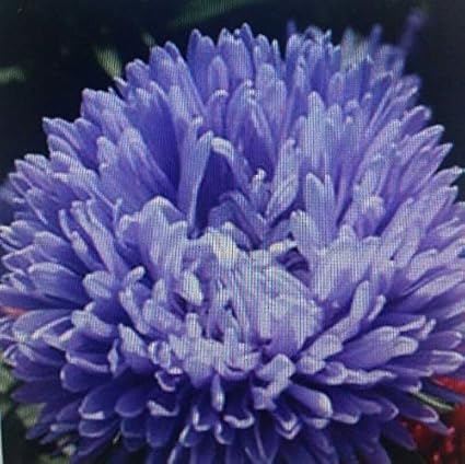 AGROBITS Aster Lavendel Blumensamen