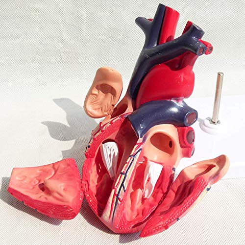 image for LXX Medical Anatomical Heart Model - Visceral Anatomy B Super Color Ul