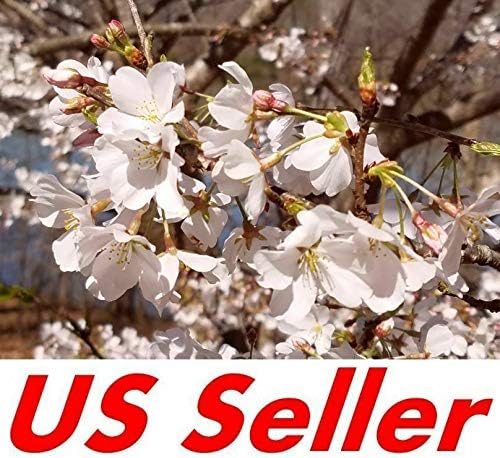 10 Flowering Cherry Tree Cuttings (unrooted) T78, Accolade Flowering Trees