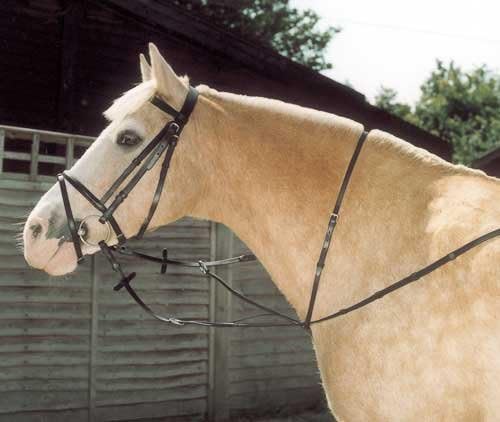 Windsor EquestrianHorses Running Martingale