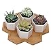 Succulent Planter, MoonLa 2.75 Inch Succulent Plant Pots, Set of 7 White Ceramic Hexagon Succulent Cactus Planter Pots with Bamboo Tray(Plants NOT Included)
