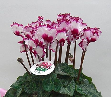 Amazon 花想久里 はなおくり シクラメン ビクトリア 5寸 生 鉢花 成人式 成人 のお祝い 花びらの色が 複色 花弁先のフリル部分が マゼンタ色 フラワーギフト に 可愛い 花鉢 冬の代表 花束 オンライン通販