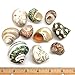 PEPPERLONELY 10PC Polished Mixed Turbo Sea Shells, Shell Size 1-1/2 Inch ~ 2-1/4 Inch