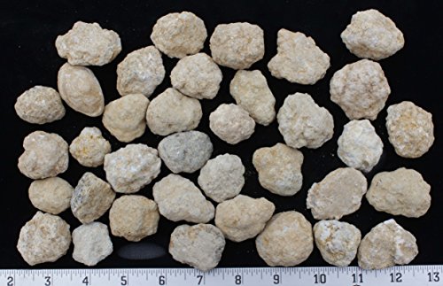 25 Break Your Own Geodes, 90% Hollow-Small ( 1-1.5') Crack Open & Discover Amazing Surprise Crystals Inside! Educational Info and Instructions Included, Fun Party Favors & Prizes, Dancing Bear Brand