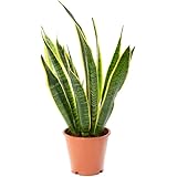 Bogenhanf, Sansevieria 'Laurentii', 17 cm: Amazon.de: Garten