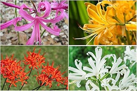 FernsFly IMP. Nerine Lily / Jersey lily / Spider lily Attractive Flower Bulbs Home Outdoor Flowering Gardening Bulbs Blooming planting (Pack of 12 The Multi mix)