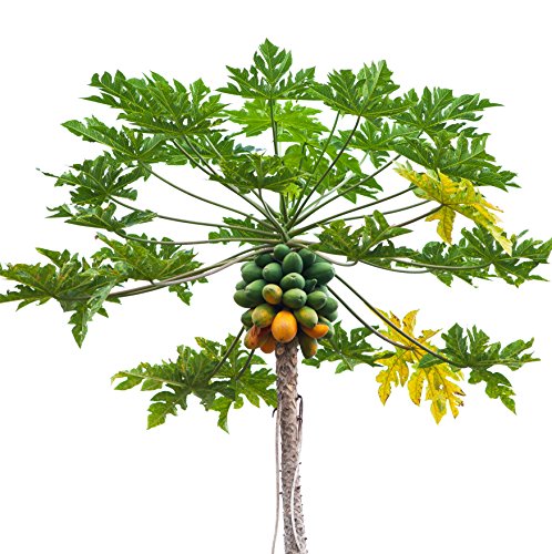 PAPAYA LIVE FRUIT TREE - 'Tainung' Live Plant Carica papaya Mamão, Melon Tree - Thumbnail 2