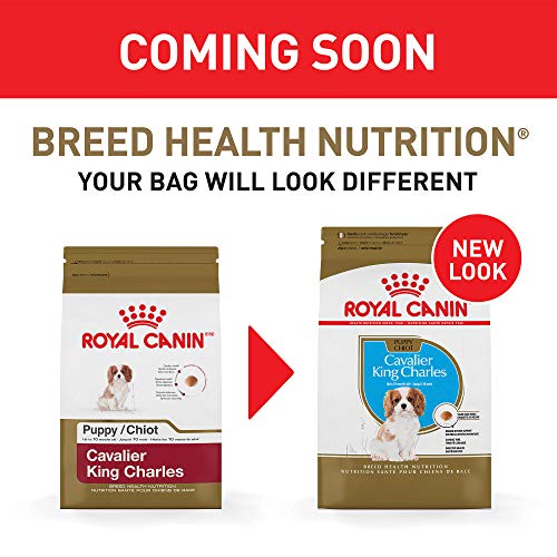 Royal Canin Cavalier King Charles Spaniel Puppy Breed Specific Dry Dog Food, 3 lb. bag - //medicalbooks.filipinodoctors.org