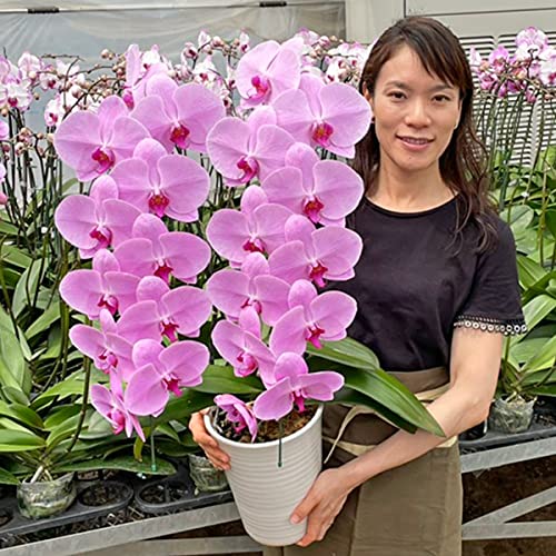 ふじみ野ラン園 胡蝶蘭2本立ち（現在つぼみ多め） 生花 さりげないプレゼントに。お祝い ギフト お供え 当選祝い 合格祝い 叙勲 お誕生日 お返しに (ピンク2本立ち)商品画像