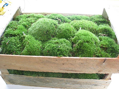 1 Kiste bollenmoos ca 2,00 - 2,50 kg Polstermoos naturgrün – Bild 3